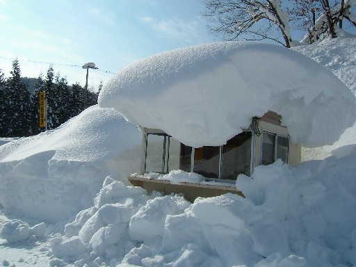 snow_mashroom