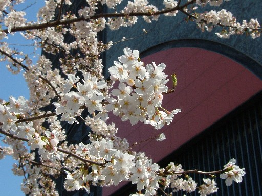 sakura