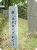 20080419_keyaki.JPG