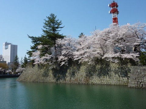 まだ満開じゃないけど。赤い塔はNHK。城址には県庁と県警があるのよん。