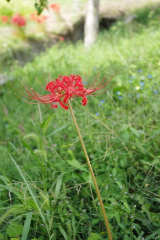 曼珠沙華ってさみしいイメージのお花だよね。