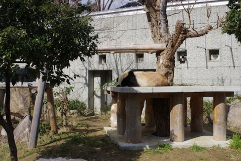 寒空の下でお昼寝するタンタン。