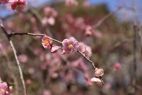 まだ寒いけどピンクがかわいい。