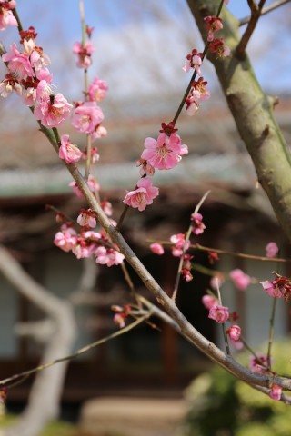 和室を背景に。梅は「和」だね。