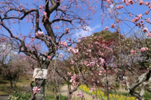 梅と菜の花