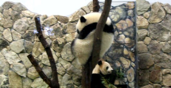 かわいすぎるもこもこパンダ